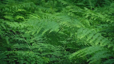 mundasuiイメージ動画